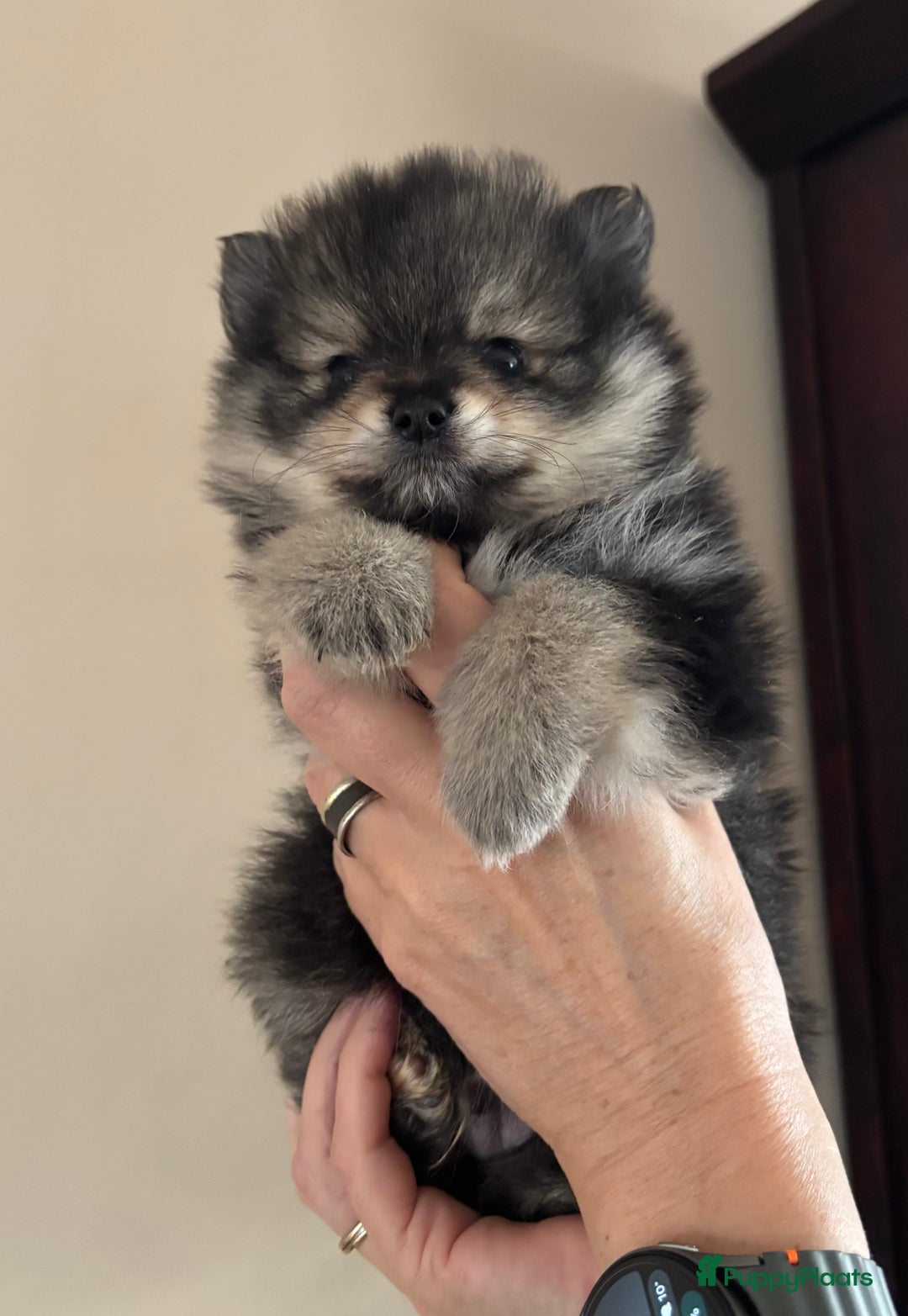 Keeshond honden te koop: 3 prachtige keeshondjes zoeken supergoed huis - Advertentie 6