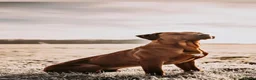 Rhodesian Ridgeback honden te koop: rhodesian ridgeback pups  - Advertentie 6