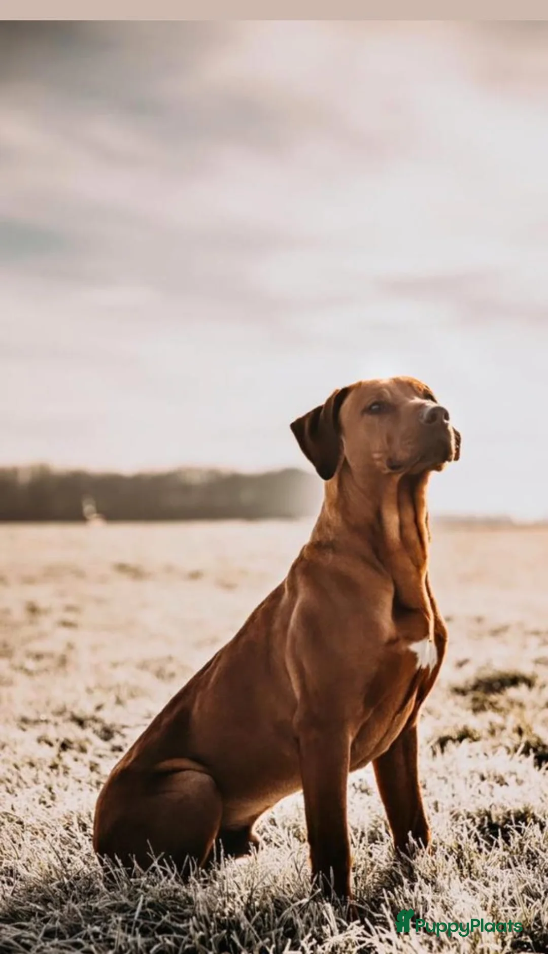 Rhodesian Ridgeback honden te koop: rhodesian ridgeback pups  - Advertentie 6