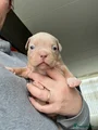 Amerikaanse Bully Puppy 4