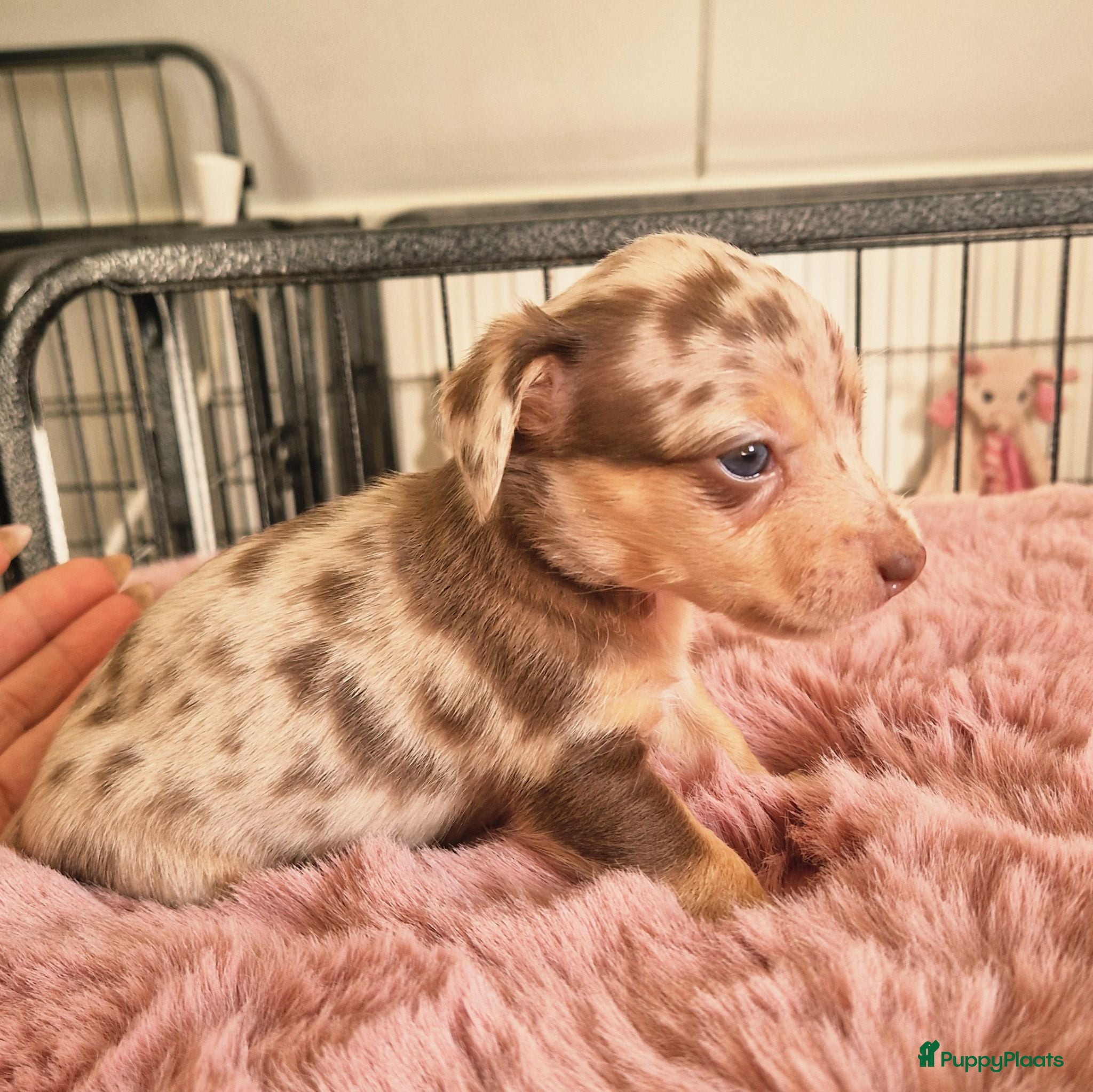 Jack Russel Terriër honden Mini merle jackrussels - Advertentie 14