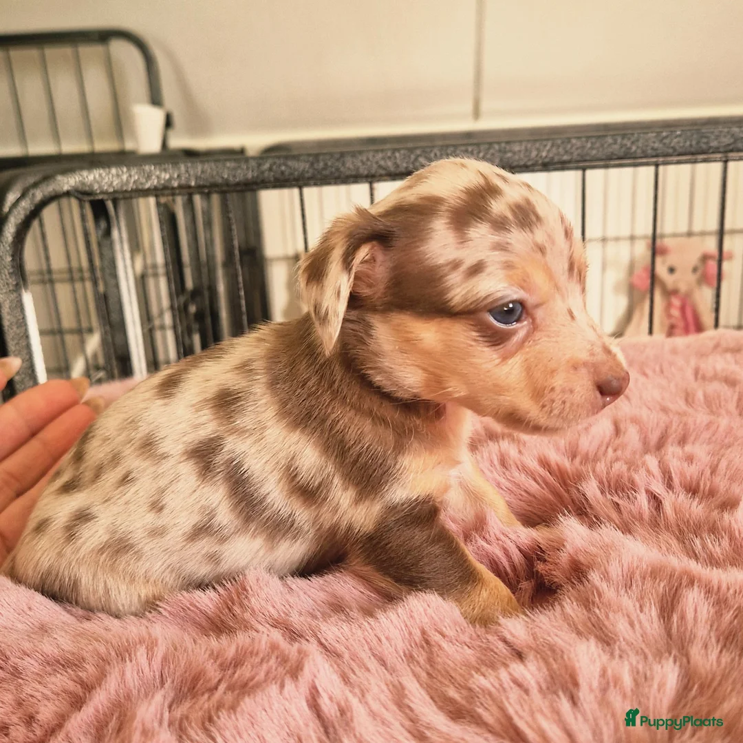 Jack Russel Terriër honden te koop: Mini merle jackrussels in Zwartewaal - Advertentie 1
