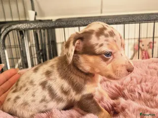 Jack Russel Terriër honden Mini merle jackrussels - Advertentie 3