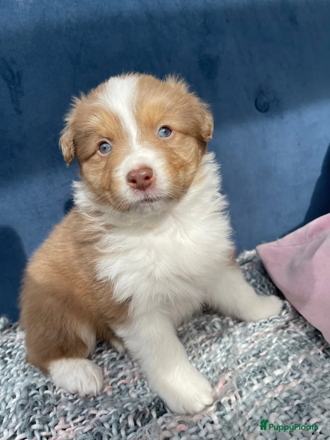 Australian Shepherd honden te koop: Super lieve Australische herder pups - Advertentie 2