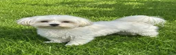 Maltipoo honden te koop: Kleine Maltipoo pup (Maltezer X dwergpoedel) - Advertentie 2