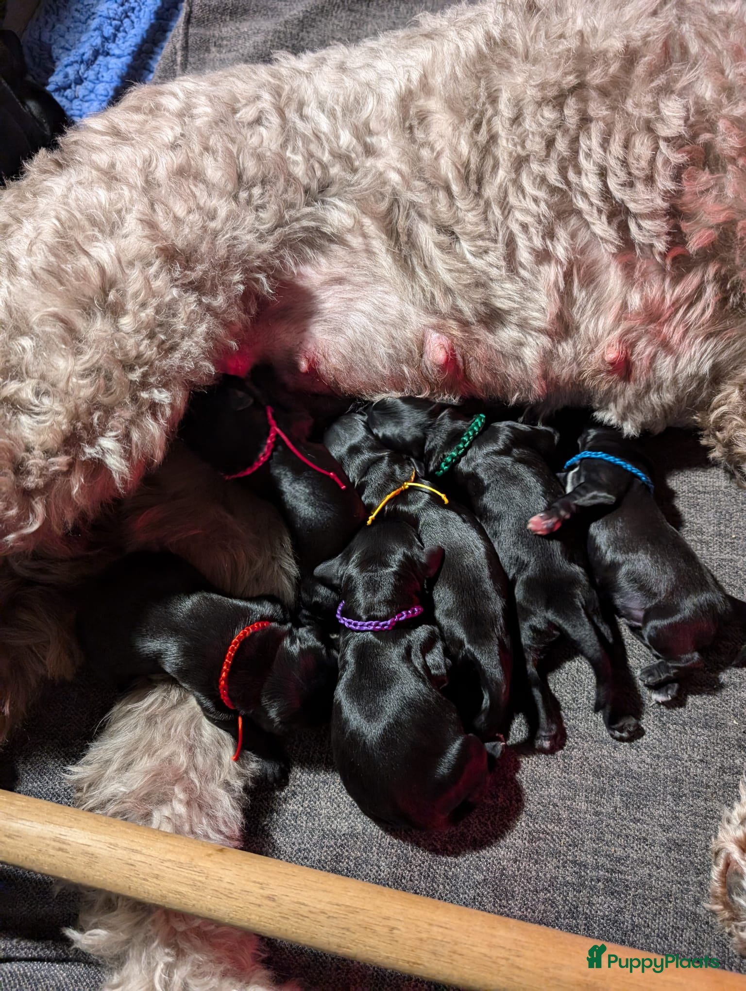 Labradoodle honden Zwarte medium labradoodles (nog 3 beschikbaar) - Advertentie 12