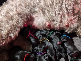Labradoodle honden Zwarte medium labradoodles (nog 3 beschikbaar) - Advertentie 2