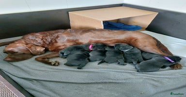 Labrador Retriever honden - Advertentie 4