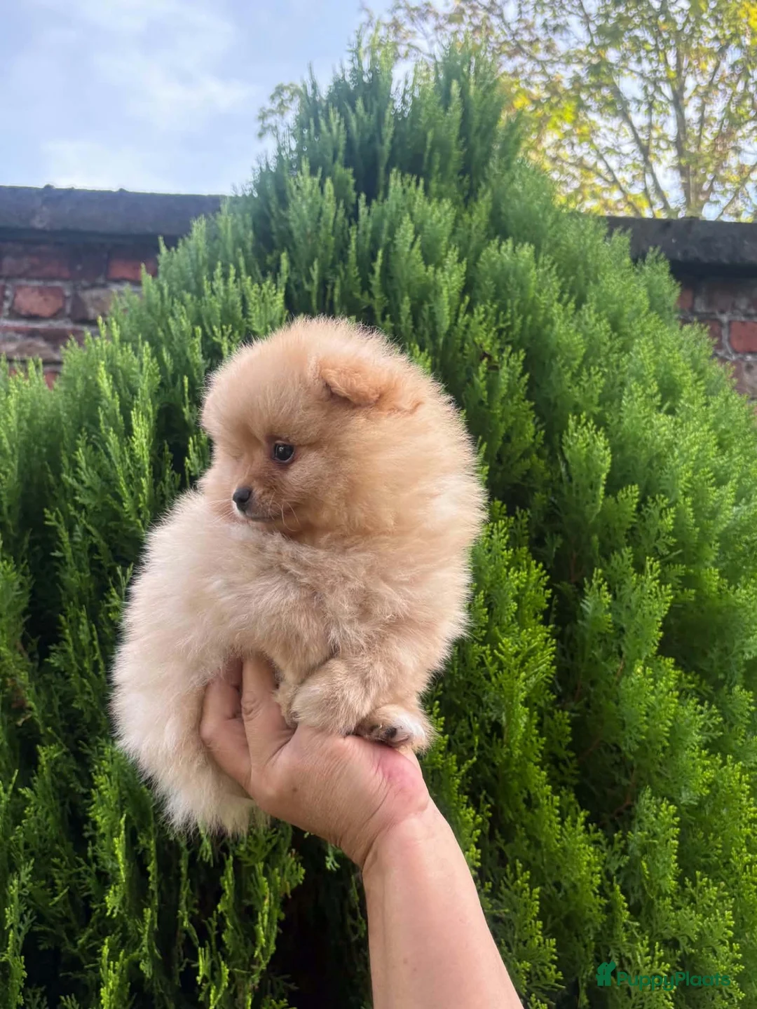 Pomeriaan honden te koop: Pomeriaan puppy - Advertentie 16