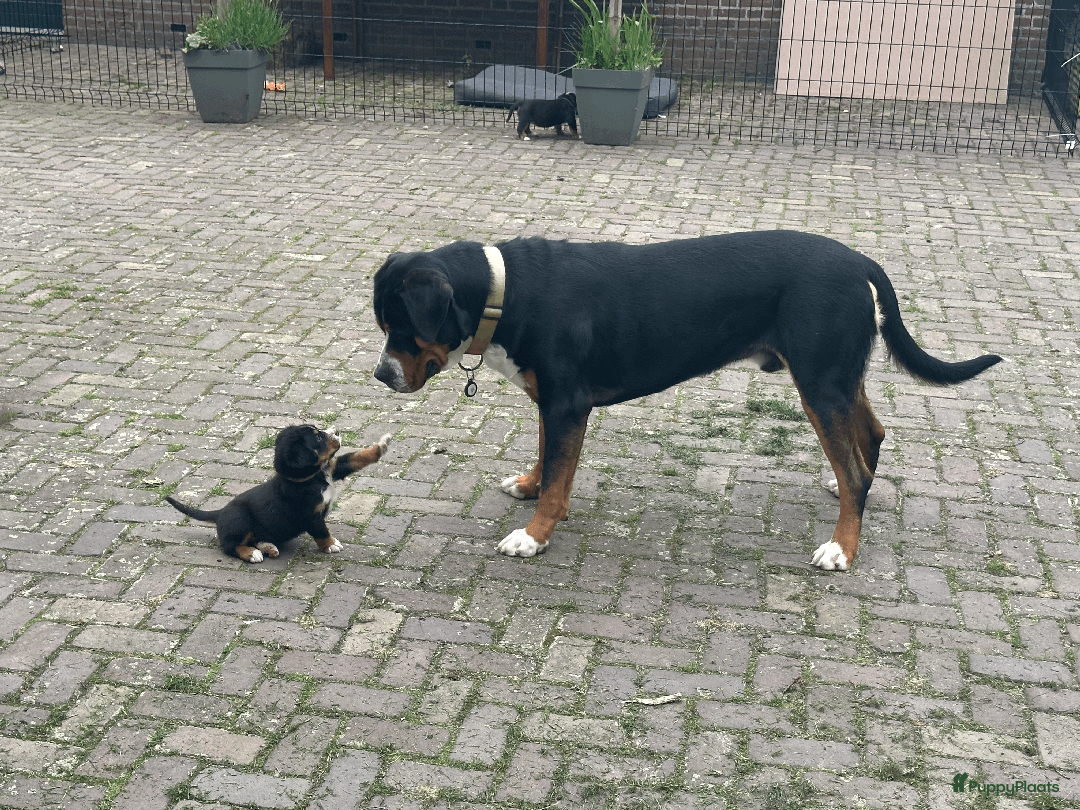 Grote Zwitserse Sennenhond honden te koop: Grote Zwitserse Sennen pups (27-11) - Advertentie 6