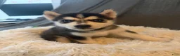 Siberische Husky honden te koop: Lieve Siberische puppies - Advertentie 13