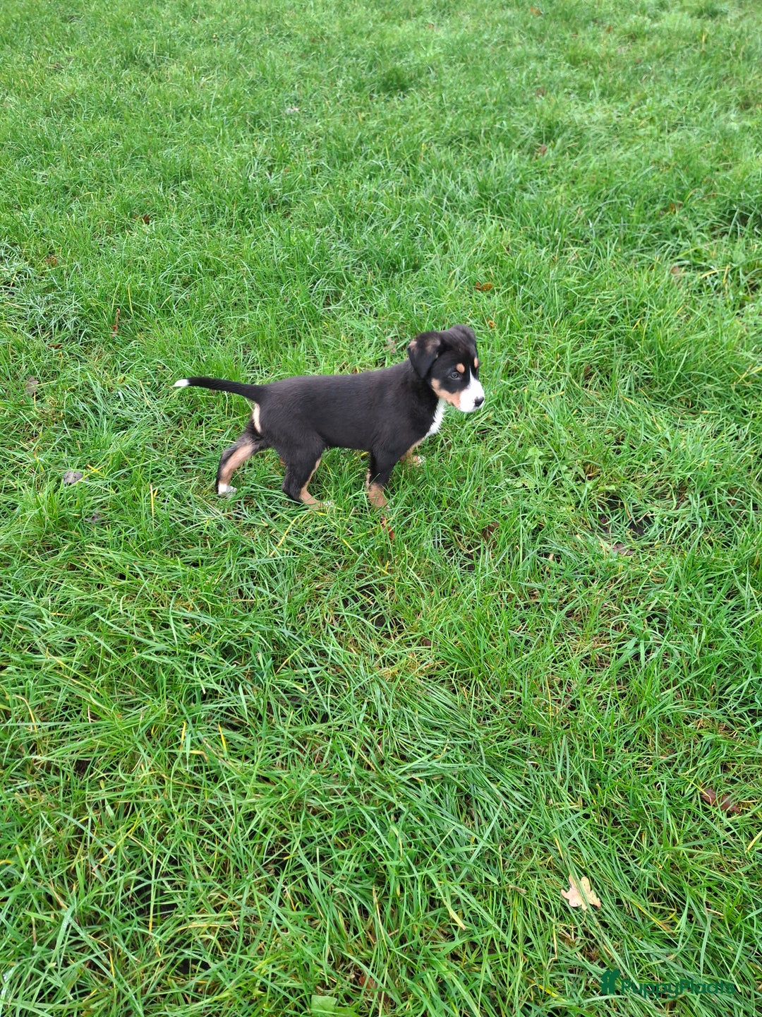 Grote Zwitserse Sennenhond honden te koop: Grote zwitserse sennen pups - Advertentie 20