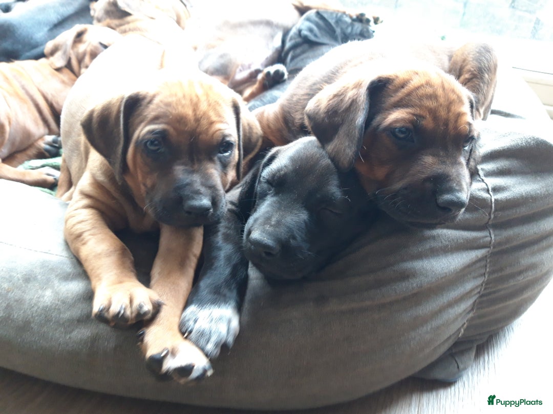 Rhodesian Ridgeback honden te koop: "Prachtige kruising Rhodesians"  in Bavel - Afbeelding 12