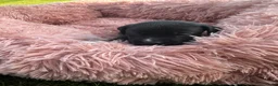 Kruising honden te koop: Mooie en lieve kruising gezinshonden (pups) in Weerselo - Advertentie 22