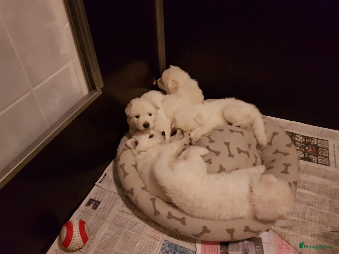 Zwitserse Witte Herdershond honden te koop: raszuivere lieve zwitserse witte herder pups in Nieuwland - Afbeelding 3