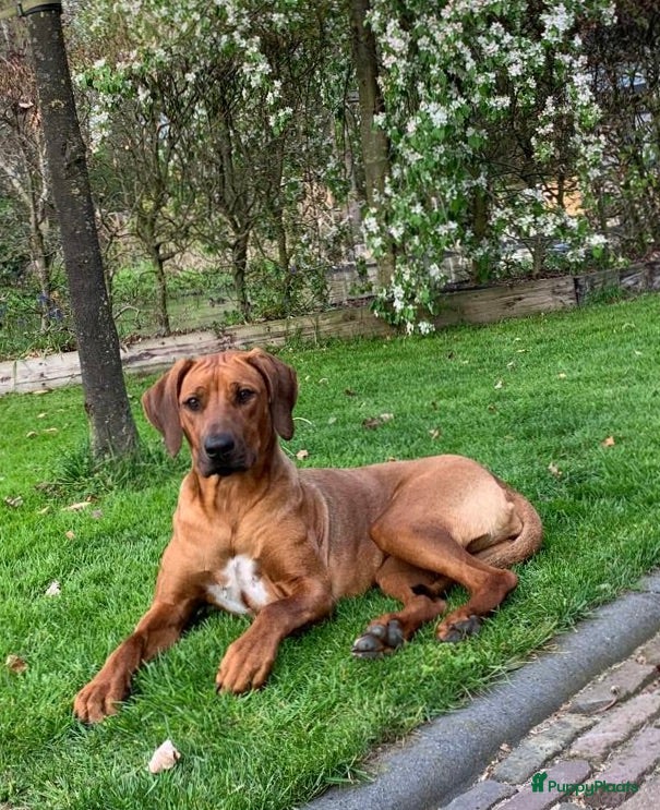 Rhodesian Ridgeback honden Verwacht 27-01: prachtige Rhodesian Ridgeback pups - Advertentie 1