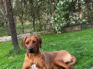 Rhodesian Ridgeback honden Verwacht 27-01: prachtige Rhodesian Ridgeback pups - Advertentie 1