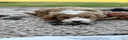 Kruising honden te koop: Prachtig nest Maltipoo/Boompoo - Advertentie 7