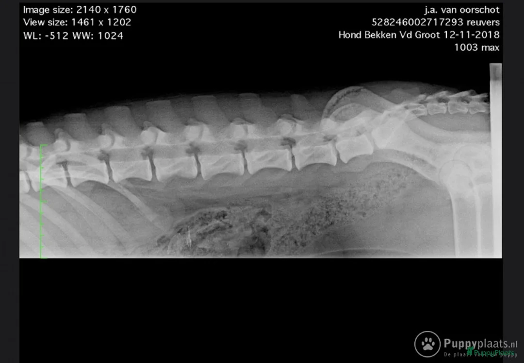 Mechelse Herder honden ter dekking: Max dekreu in Tiel - Advertentie 7