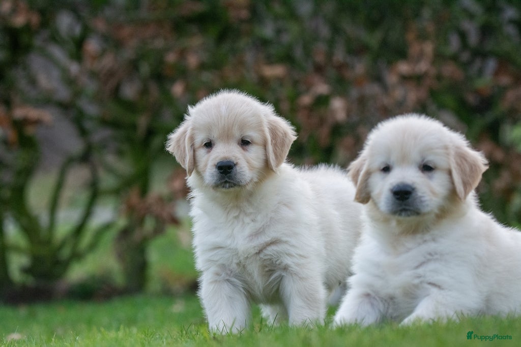 Golden Retriever honden prachtige golden retriever pups - Advertentie 2