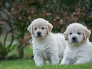 Golden Retriever honden prachtige golden retriever pups - Advertentie 2