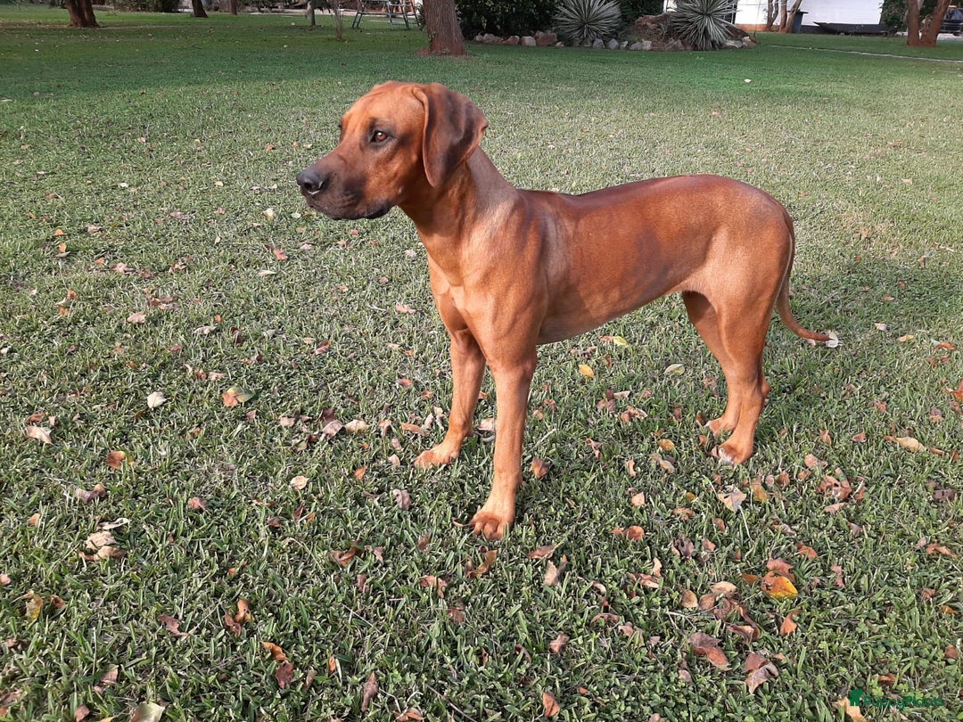 Rhodesian Ridgeback honden te koop: Eenmalig RR nestje-half juni van Keniaanse Teef in Elst - Afbeelding 4