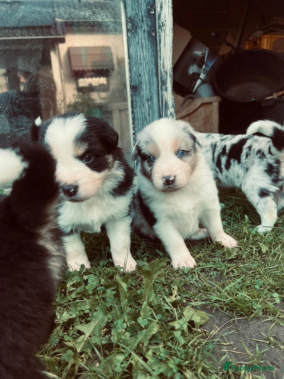 Kruising honden te koop: Australian sheppard/border collie puppy's - Advertentie 1