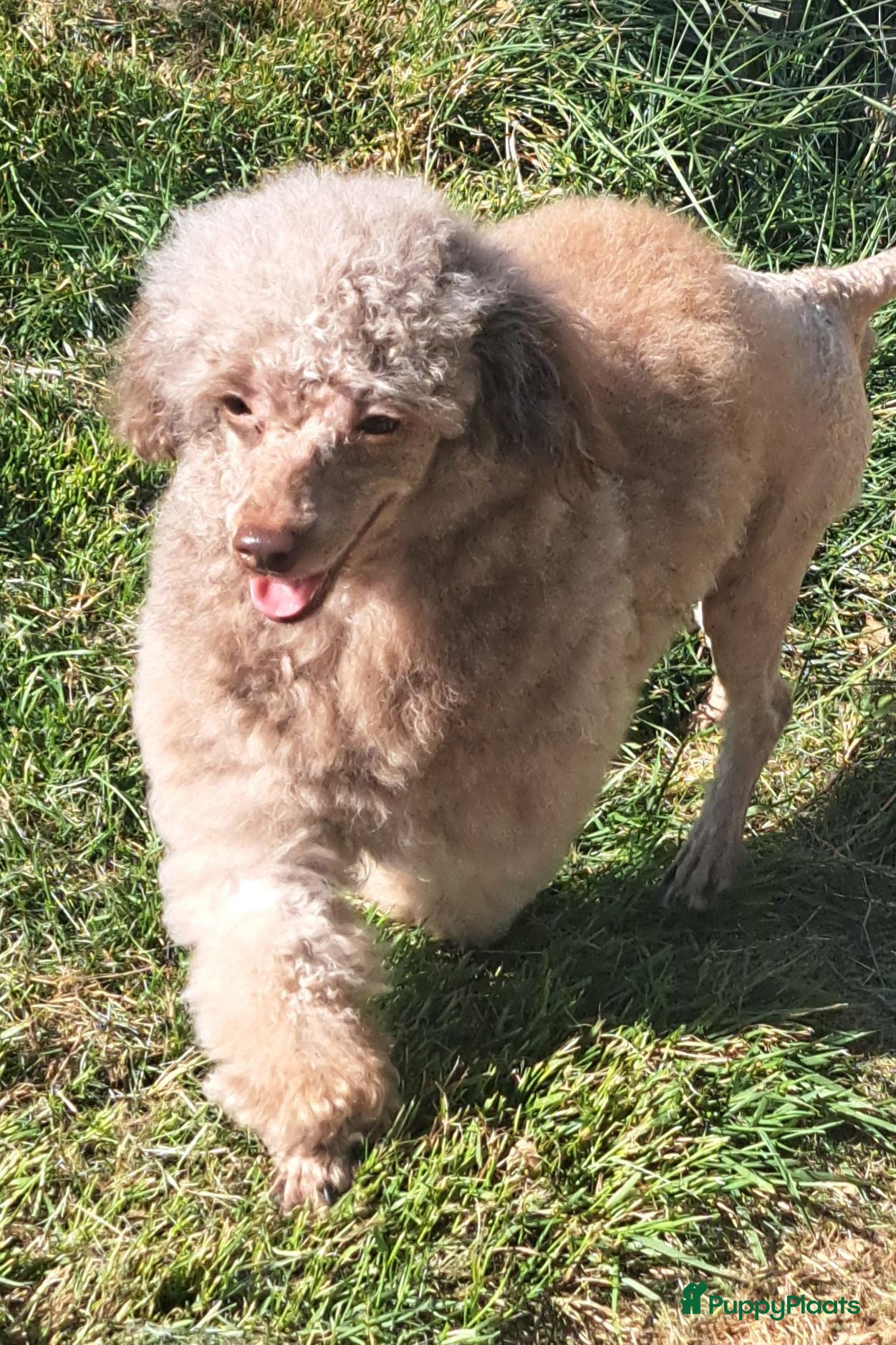 Poedel Toy honden Knappe toypoedel reu - Advertentie 10