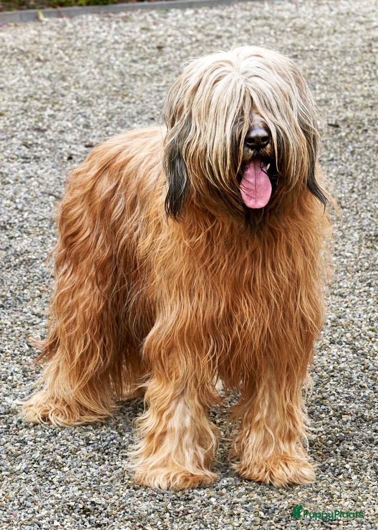 Briard honden Briardpups - Advertentie 1