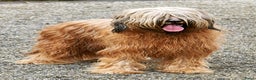 Briard honden te koop: Briardpups - Advertentie 1