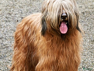 Briard honden Briardpups - Advertentie 1