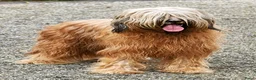 Briard honden te koop: Briardpups - Advertentie 1