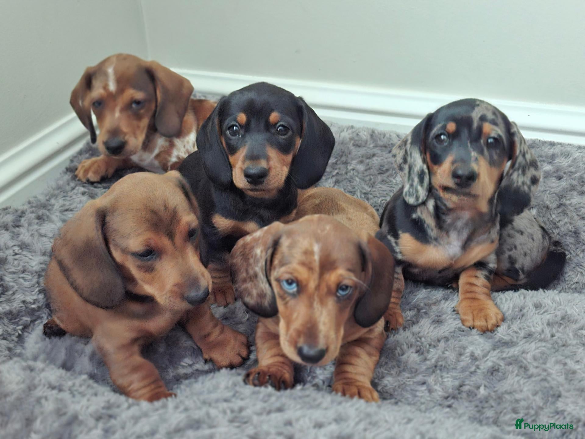 Teckel (korthaar)  honden Dwerg teckel pups - Advertentie 3