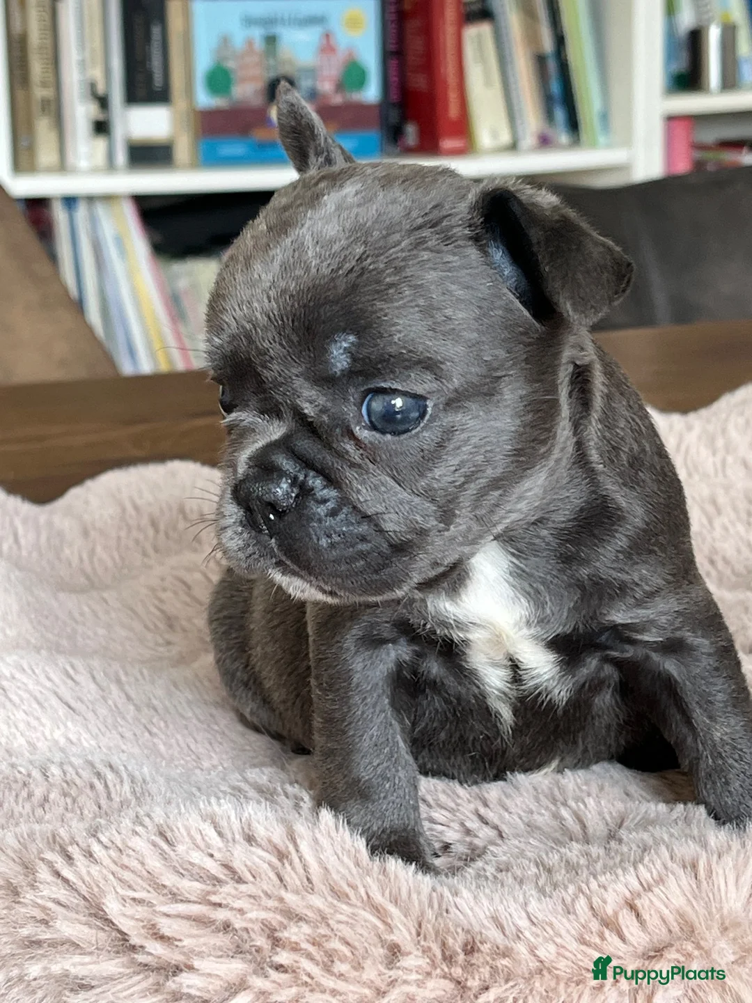 Franse Bulldog honden te koop: Franse Bulldog pups Lionheart Bloodline  - Advertentie 2