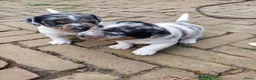 Jack Russel Terriër honden te koop: Brokencoat Merle Jackies in Lauwerzijl - Advertentie 7