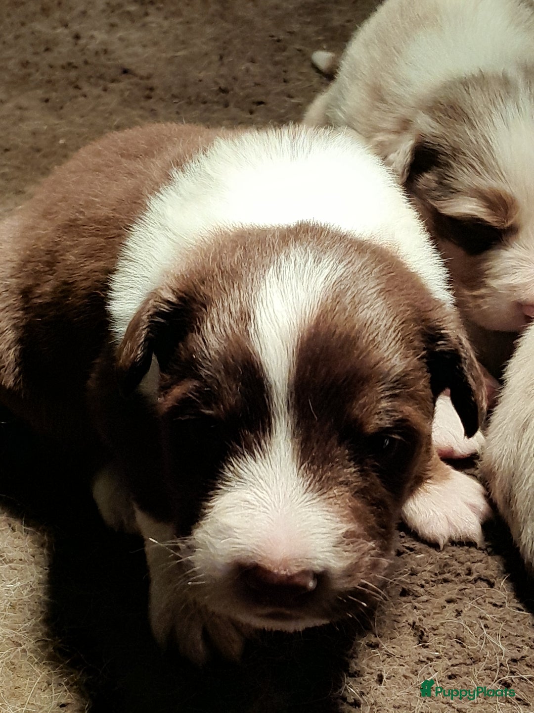 Australian Shepherd honden te koop: Lieve raszuivere australian shepherd pups  - Advertentie 20