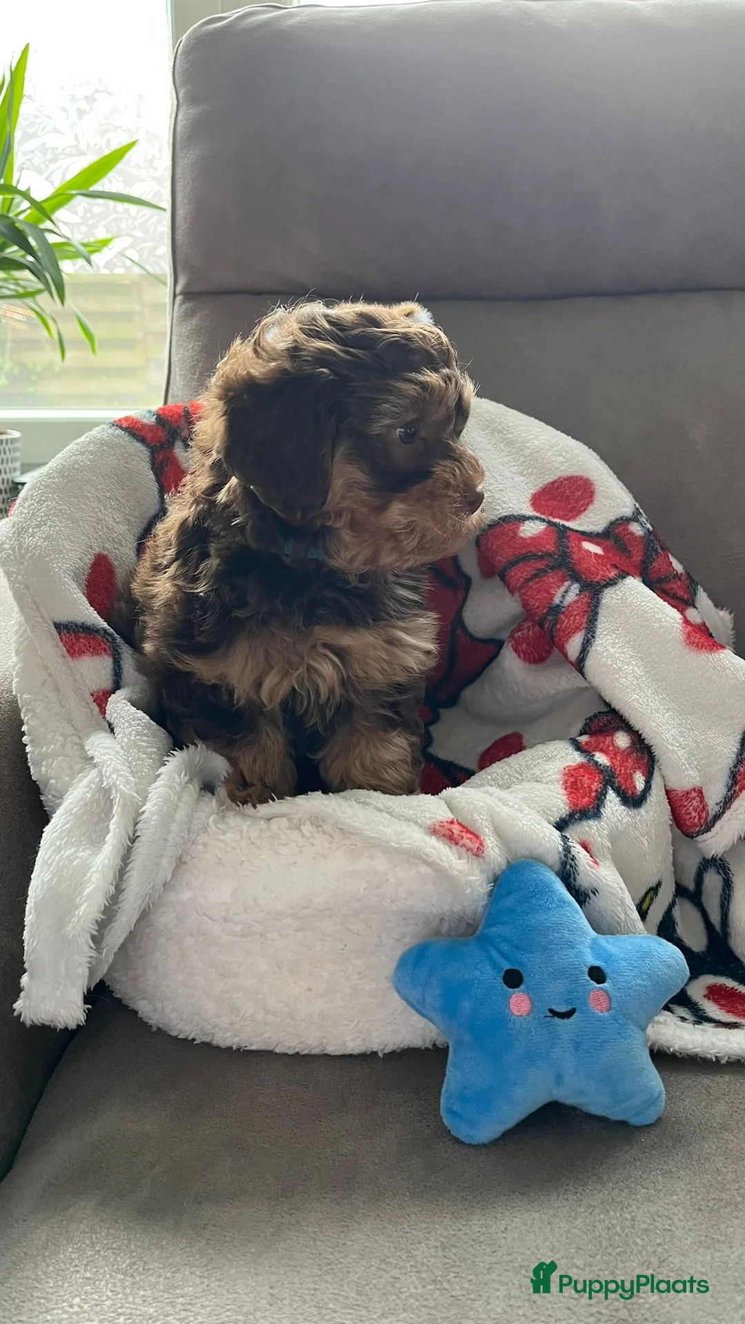 Maltipoo honden te koop: Maltipoopup F1 - Advertentie 2
