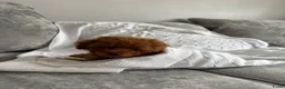 Poedel Toy honden te koop: Toy Poedel pups - Advertentie 3