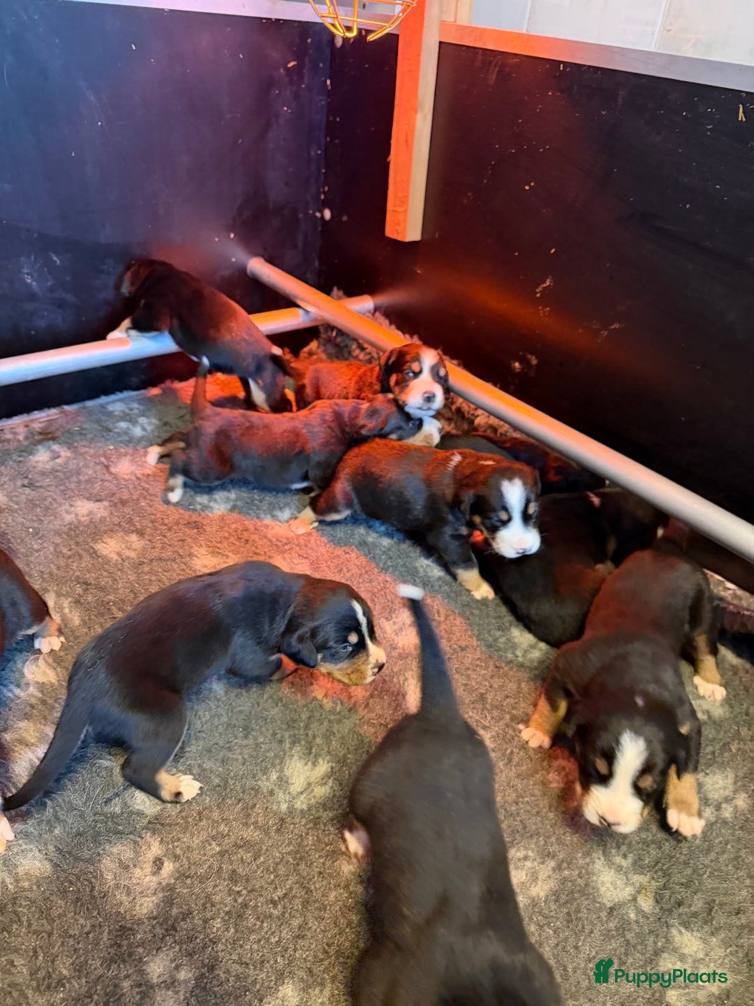 Grote Zwitserse Sennenhond honden te koop: Mooie Grote Zwitserse Sennen pups van onze Suus - Advertentie 9