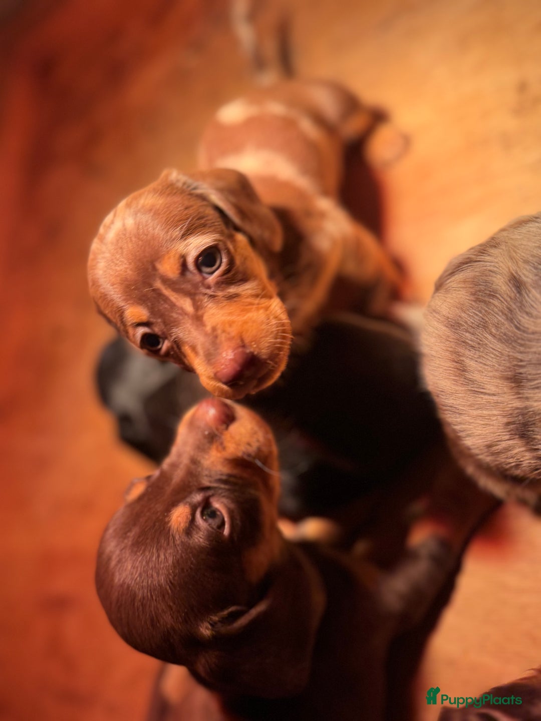 Teckel (korthaar)  honden te koop: Teckel puppy’s  - Advertentie 3