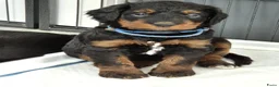 Bernedoodle honden te koop: Medium Bernedoodle - Advertentie 2