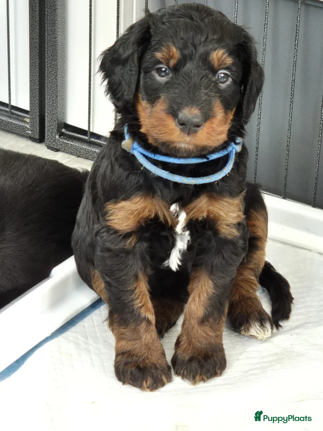 Bernedoodle honden te koop: Medium Bernedoodle - Advertentie 2