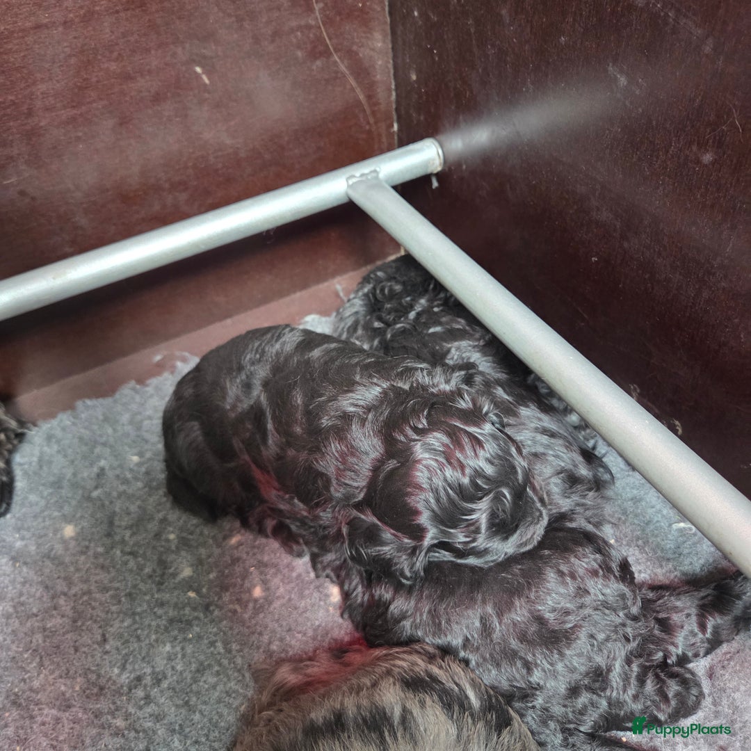 Boomer honden te koop: Lieve rustige boompoo pups in Barneveld - Afbeelding 4