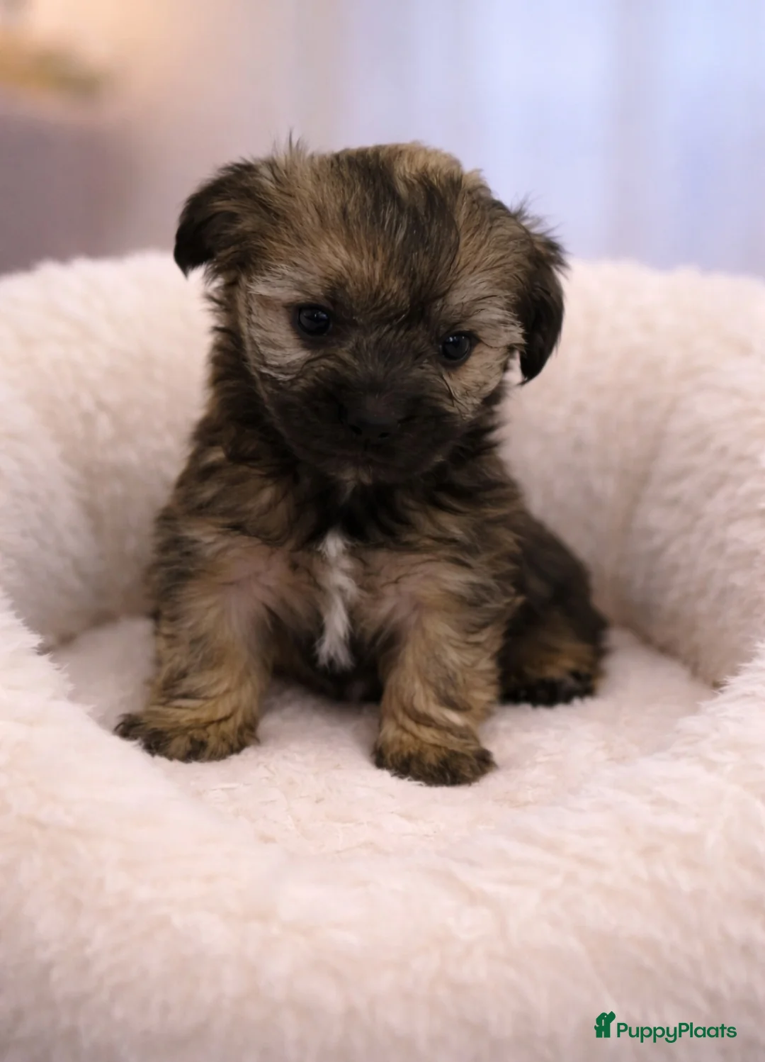 Shih Tzu honden te koop: Super mooi gezonde boomer pups. - Advertentie 5