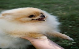 Pomeriaan honden te koop: Pomeranian❤️ - Afbeelding 11