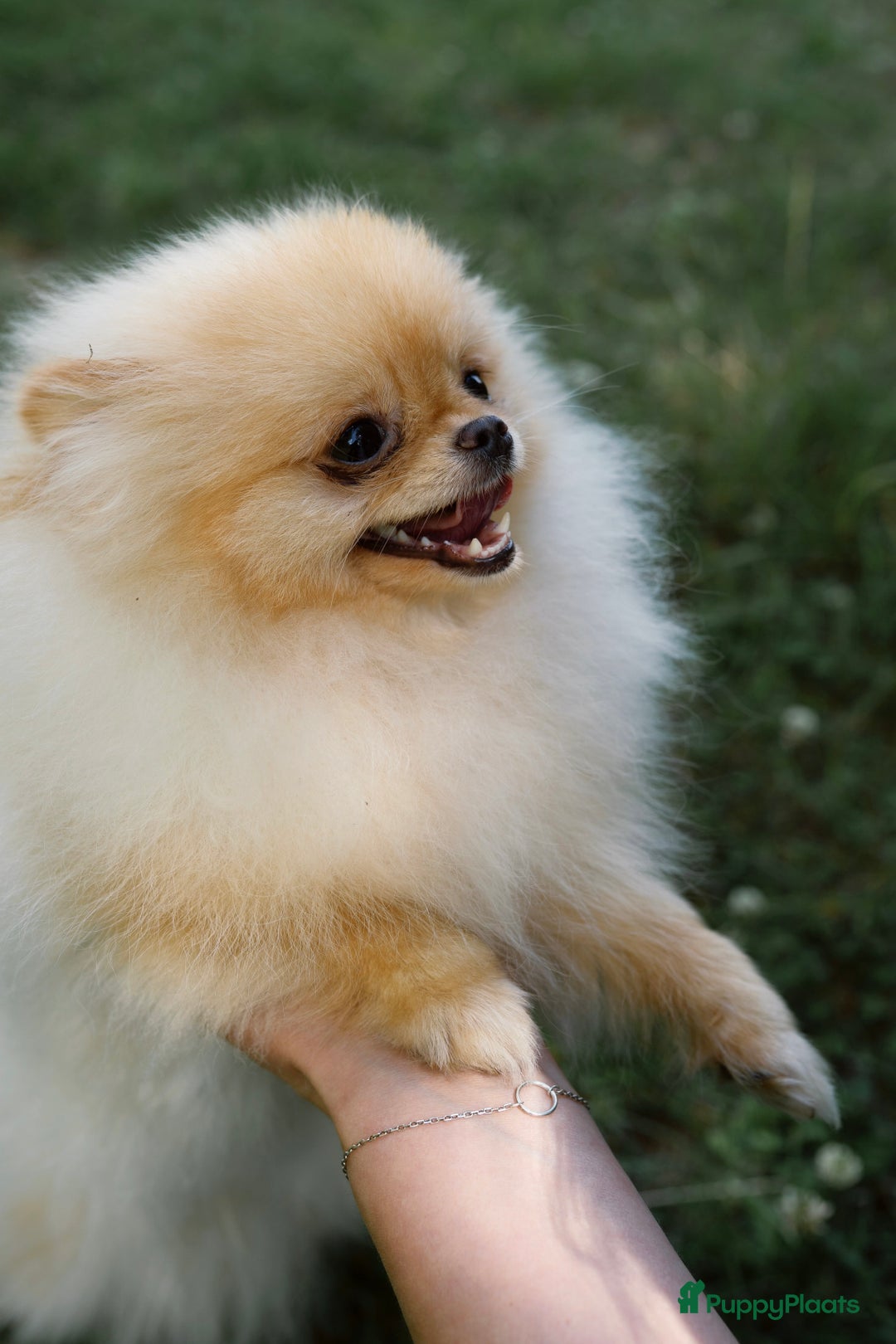 Pomeriaan honden te koop: Pomeranian❤️ - Afbeelding 11