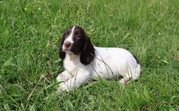 Engelse Springer Spaniel honden te koop: Lieve Engelse springer spaniel puppy's in Gameren - Afbeelding 9