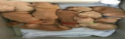 Kruising honden te koop: Australian Goldendoodle pups voor Autisme ADHD - Advertentie 14