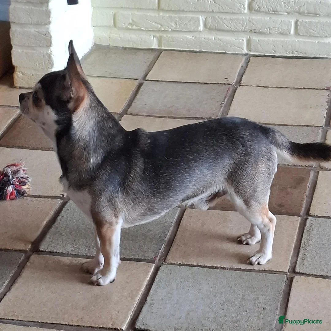 Chihuahua honden te koop: Husky chihuahua reu - Advertentie 3