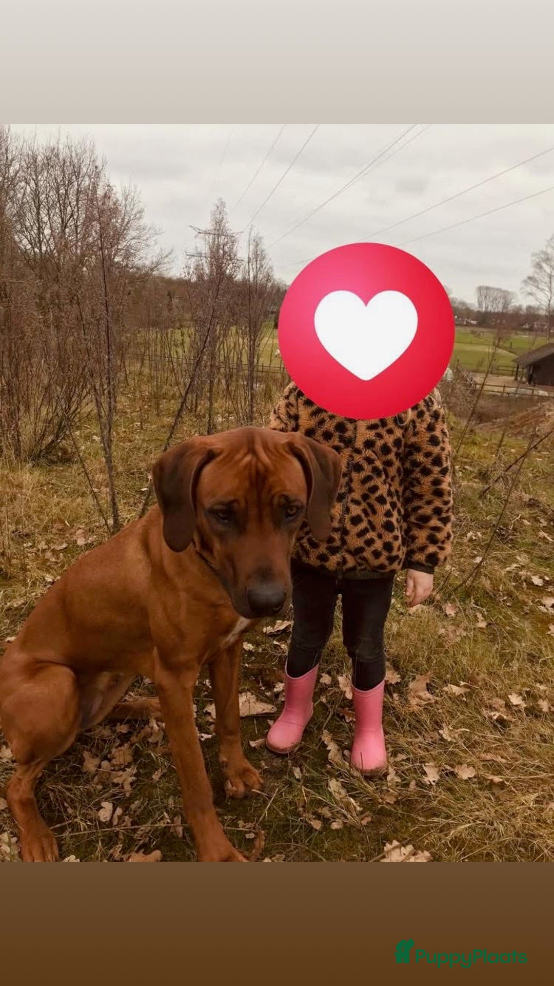 Rhodesian Ridgeback honden te koop: Rhodesian Ridgeback pups - Afbeelding 17